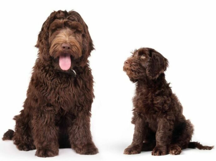 Photo illustration of an adult dog and a puppy. When is a dog no longer a puppy?