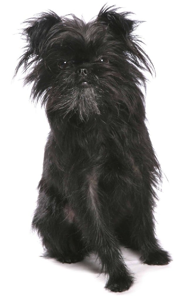 Affenpinschers have dense, wiry fur.