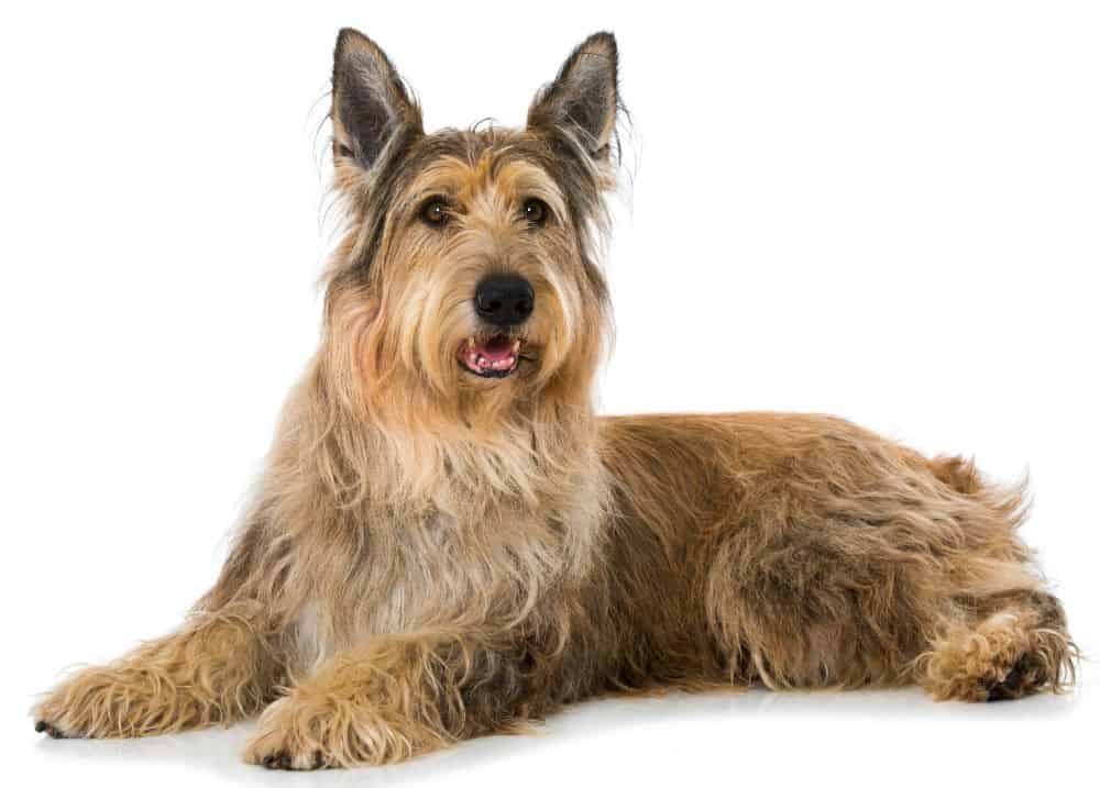 The Berger Picard is a medium-sized herding dog. This loyal companion needs plenty of exercise and interactive play for optimal health.