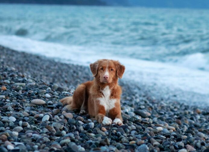 Nova Scotia Duck Tolling Retriever rests on the beach. Discover the unique characteristics of dog breeds with webbed feet, like the Nova Scotia Duck Tolling Retriever. Options include water spaniels, Labradors, Poodles, Dachshunds, and more.