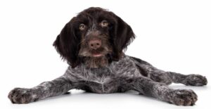 The German Wirehaired Pointer is renowned for its impressive hunting abilities on land and water. These dogs boast a weatherproof coat and webbed feet.