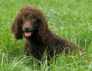 Irish Water Spaniels are playful, mischievous dogs with curly hair that repel water. They make great retrievers both on land and in the water.