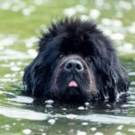 The Newfoundland is an impressive breed known for their strength, endurance, and webbed feet.