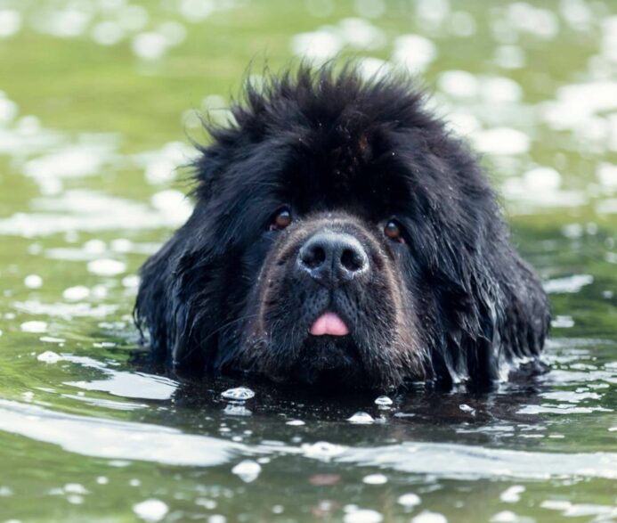 Simple Solutions To Reduce Dog Mud In Your Yard - My Brown Newfies