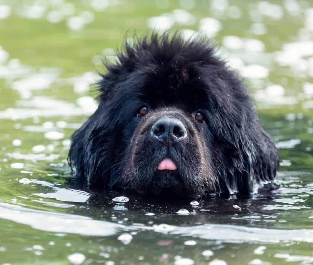 Swimming Dog Breeds