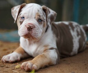 Photo of merle Pitbull puppy. Prolong your Pitbull's lifespan by providing a positive environment, exercise, health care and proper nutrition.