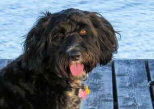The Portuguese Water Dog excels in sports, such as obedience, tracking, agility, rally, and dock diving.