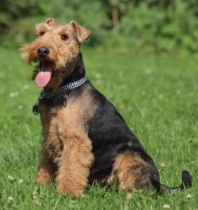 The Welsh Terrier is a spunky, loyal and vigilant hunting breed that makes a great family member but requires plenty of space to play.