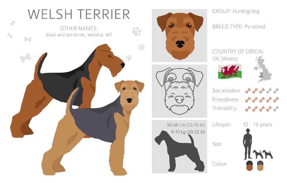 Welsh Terriers are intelligent, active dogs that need firm and confident owners to get the best out of them. Crate and potty training should start at 8 weeks old and they love playing and chasing, but also adapt quickly to new people and situations.