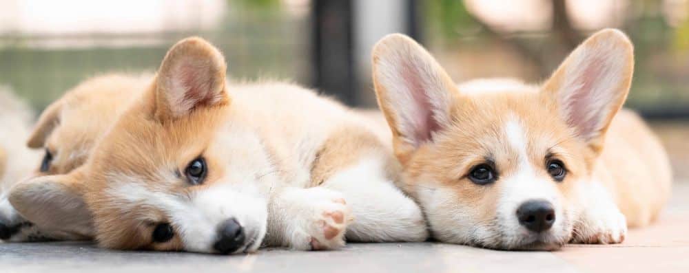 Sleepy corgi puppies. Dogs thrive on routine and predictability, and having a consistent routine can help reduce stress and anxiety and prevent agitated dogs.