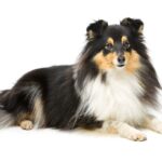 Happy Sheltie on white background. Help calm your agitated dog by using routine, training, exercise, mental stimulation, massage, and natural supplements.