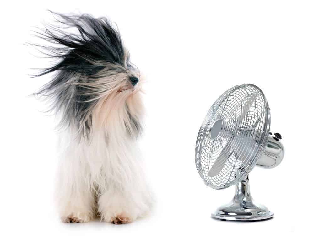 Tibetan terrier sits in front of a fan. Running the air conditioner helps keep your dog comfortable. Learn how to balance your dog's needs while avoiding excessive energy costs.