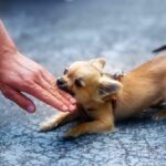 Photo illustration of a chihuahua biting a man's hand. Need help after a dog bite injury? An experienced lawyer can evaluate your dog bite case for free and fight for the money you deserve.