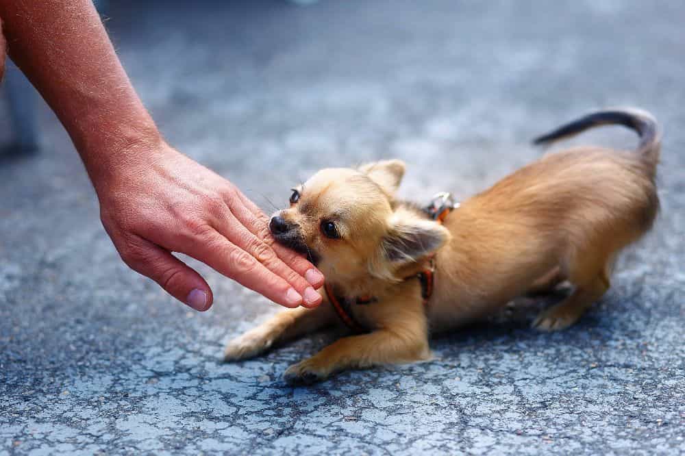 Photo illustration of a chihuahua biting a man's hand. Need help after a dog bite injury? An experienced lawyer can evaluate your dog bite case for free and fight for the money you deserve.