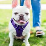 White French Bulldog wears a purple harness for a dog walk. Harnesses provide better control of your pup, helping to reduce the risk of dog walking injuries like falls or muscle strain due to sudden tugging.