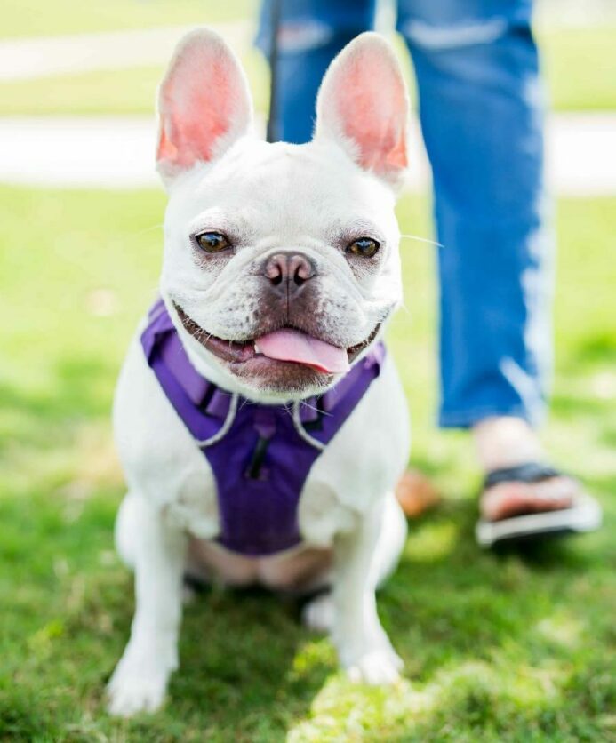 White French Bulldog wears a purple harness for a dog walk. 