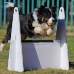 Border Collie participates in flyball. Discover your dog's hidden talents. From problem-solving skills to an exceptional sense of smell, look for secret abilities.