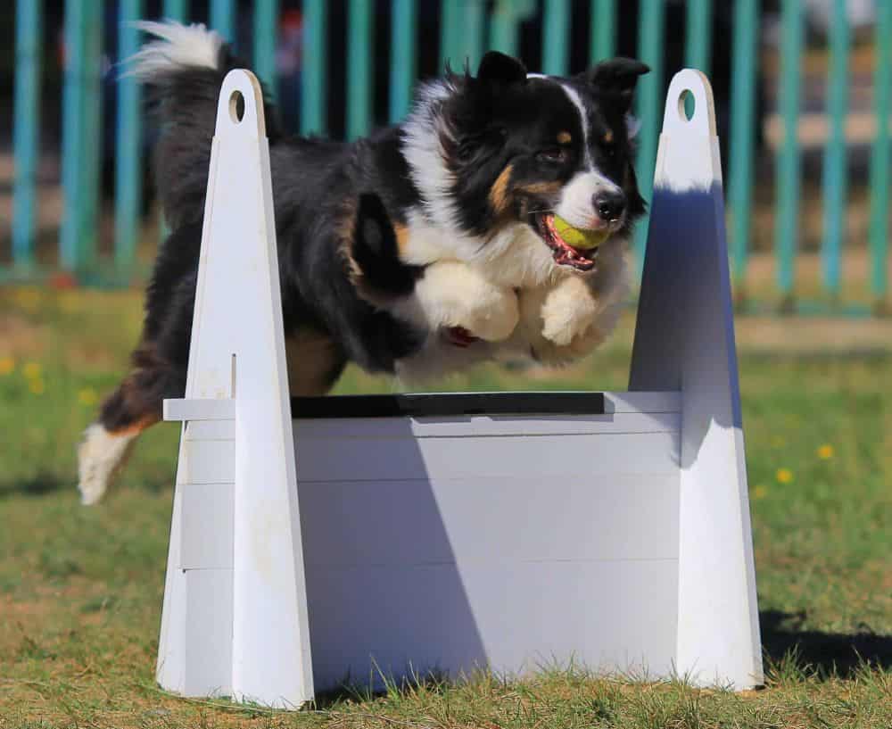 Border Collie participates in flyball. Discover your dog's hidden talents. From problem-solving skills to an exceptional sense of smell, look for secret abilities.
