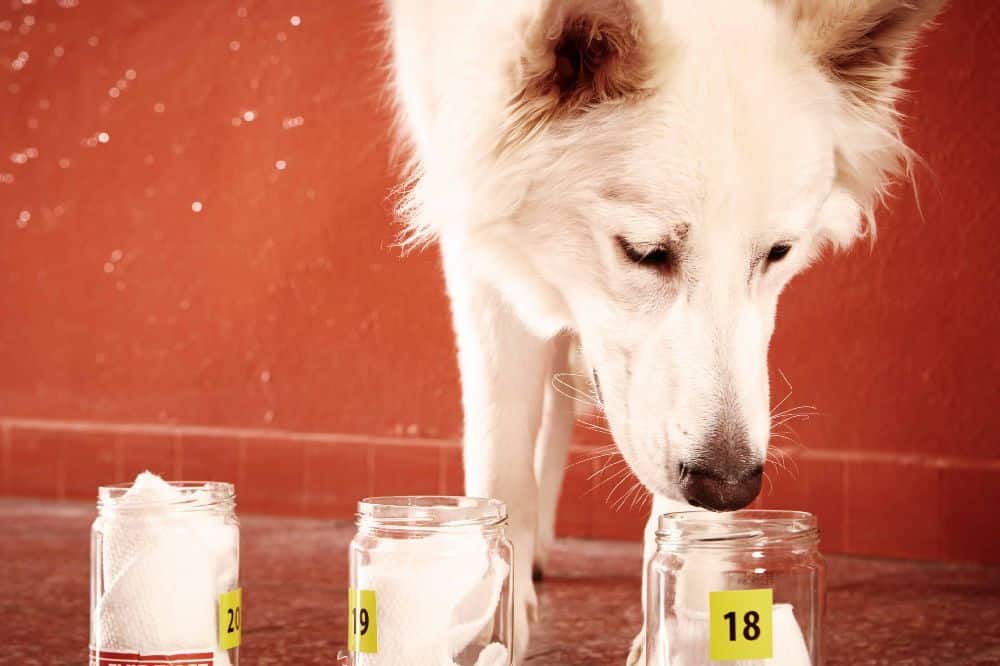 Dog participates in scent testing. Dogs with an incredible sense of smell may be able to put that hidden skill to good use with scent work. Look out for signs like a strong interest in odors and an exceptional capacity to track smells.