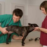 Vet examines a dog with hip dysplasia symptoms. Early detection of hip dysplasia symptoms can help to manage this condition and reduce the need for more invasive treatments such as surgery.