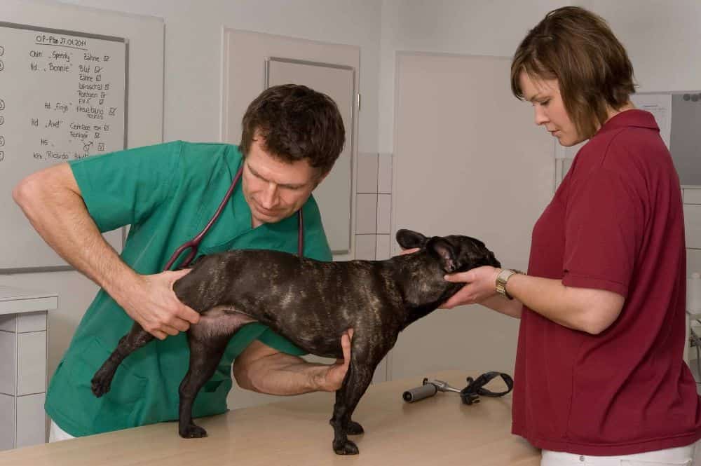 Vet examines a dog with hip dysplasia symptoms. Early detection of hip dysplasia symptoms can help to manage this condition and reduce the need for more invasive treatments such as surgery.