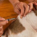 Owner gives dog insulin shot. Save money on insulin for dogs by purchasing medication online, buying generic insulin, or joining a pharmacy benefit plan.