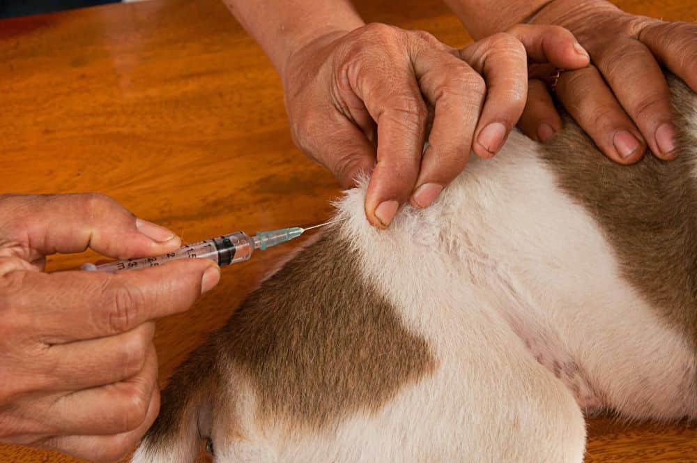 Owner gives dog insulin shot. Save money on insulin for dogs by purchasing medication online, buying generic insulin, or joining a pharmacy benefit plan.