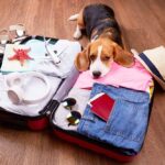 Photo illustration of dog sitting by suitcase packed for vacation. If you leave your dog home during summer vacation, use these tips to create a safe and comfortable environment for them in their own home.