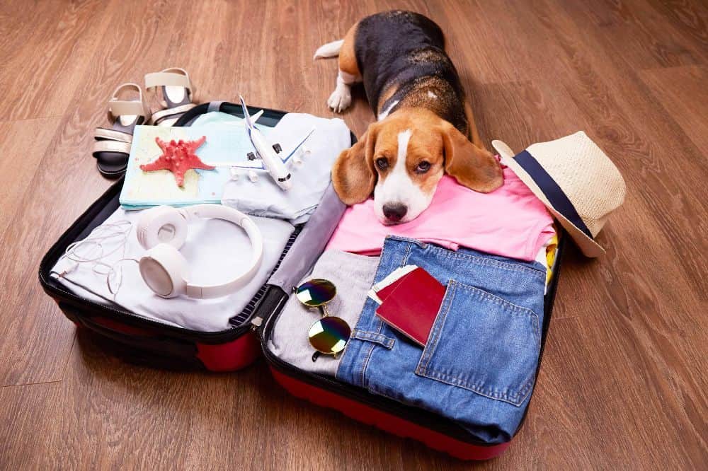 Photo illustration of dog sitting by suitcase packed for vacation. If you leave your dog home during summer vacation, use these tips to create a safe and comfortable environment for them in their own home.