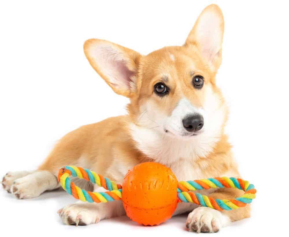 Rope and chew ball dog toys promote healthy chewing habits and prevent destructive behavior.