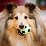 Collie plays with a ball. Pet toys provide mental and physical stimulation. Toys reduce anxiety, boredom and stress while encouraging cognitive growth.