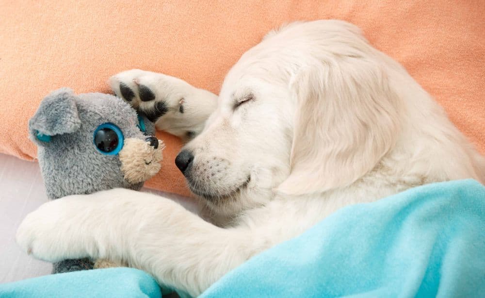 Golden Retriever puppy cuddles with plush pet toy. Plush squeaky toys are durable yet soft and come in a variety of shapes, colors, and themes to fit any breed or size.