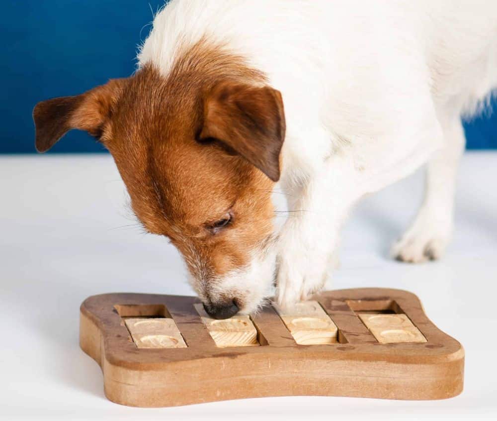 Puzzle games for dogs stimulate their cognitive abilities.