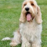 The Petit Basset Griffon Vendéen is a small scent hound popular among dog lovers for its friendly nature and distinctive appearance.