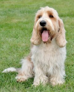 The Petit Basset Griffon Vendéen is a small scent hound popular among dog lovers for its friendly nature and distinctive appearance.