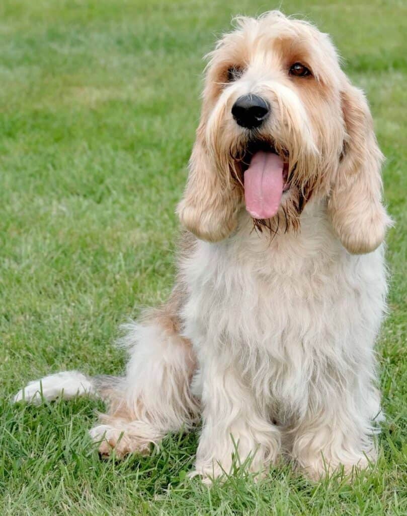 The Petit Basset Griffon Vendéen is a small scent hound popular among dog lovers for its friendly nature and distinctive appearance.