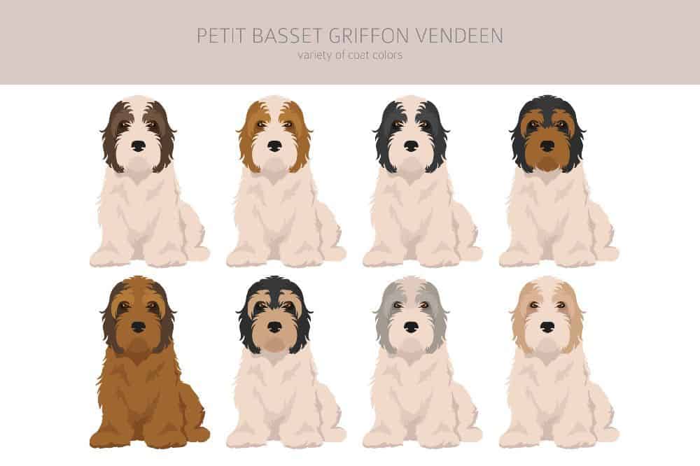 Petit Basset Griffon Vendéen brings lots of energy and joy to their owners' lives; they are highly intelligent, loyal dogs whose greatest pleasure comes from being with their people.