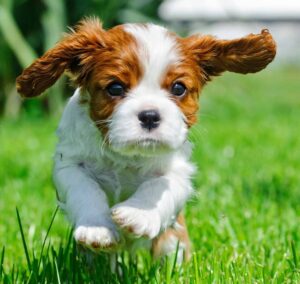 Cavalier King Charles Spaniel puppy frolics in the grass. Potty train a puppy using a consistent command when it's time to go outside and take care of business. Make the phrase fun, like "Let's go potty!" or "Time to poop!" for best results.