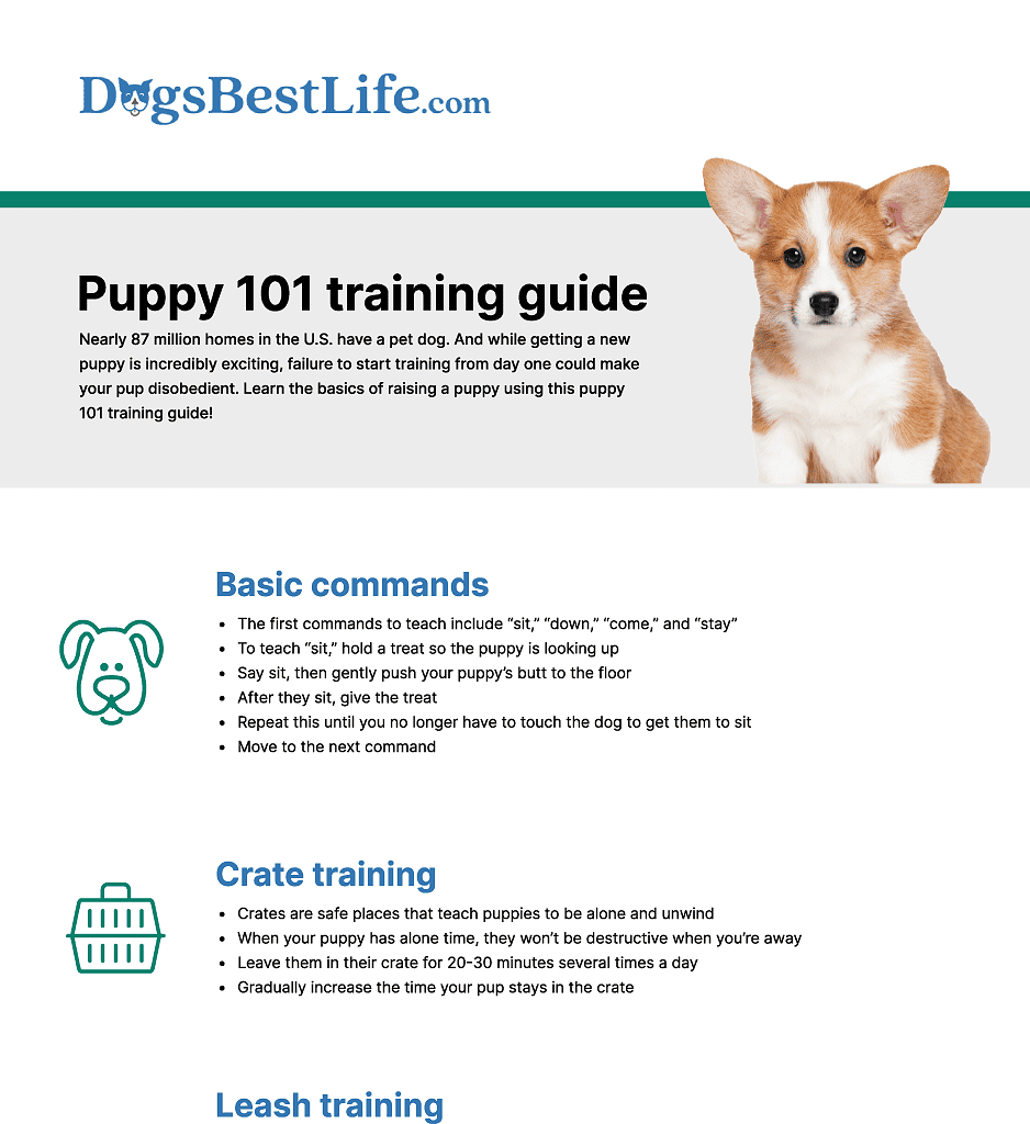 Raising a puppy takes work and patience. Use DogsBestLife.com’s Puppy Training 101 guide to give your puppy the best possible start in life.