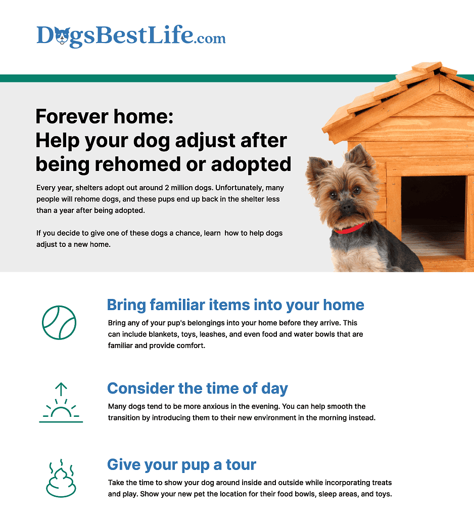 When you re-home dogs, help them adjust by incorporating old habits into their new routines. Be patient and spend lots of time with the dog.