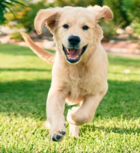 Happy Golden Retriever puppy runs on grass. To teach a reliable recall, start by teaching commands and responses in a quiet spot inside your home with few distractions.