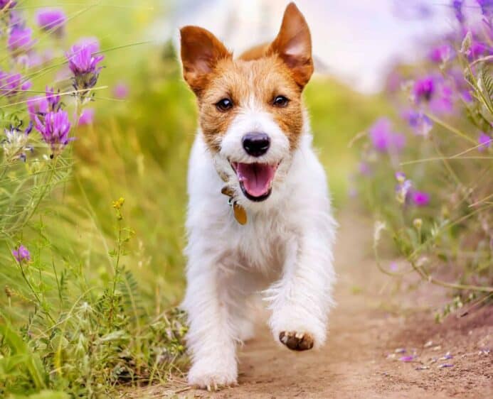 Happy Jack Russell Terrier runs outside. Understand how to ensure your dog has a reliable recall. 