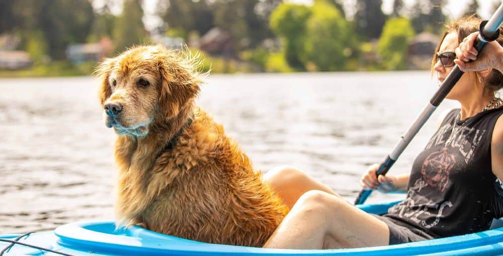 Woman kayaks with older dog. Stimulating outdoor activities like kayaking provide bonding experiences.