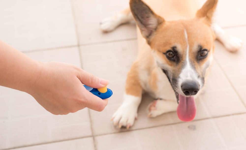 Clicker training establishes clear communication and enables them to learn new tricks through positive reinforcement.