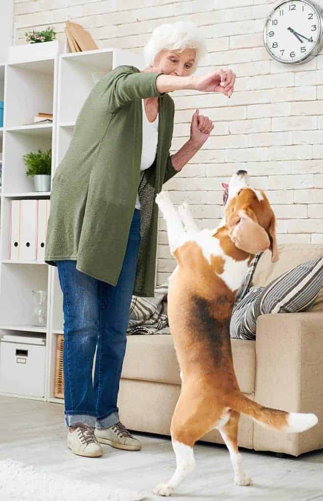 Have a dance party and teach your dog some fun dance moves like "spin" or "twirl", or teach them to weave through your legs.