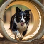 Happy Border Collie runs through tunnel on obstacle course. Training games strengthen bonds between you and your dog while providing mental stimulation, physical exercise, and positive reinforcement.