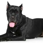The Cane Corso is a large, muscular dog with a short, smooth coat. It is known for its alert and imposing demeanor, and comes in a variety of colors.
