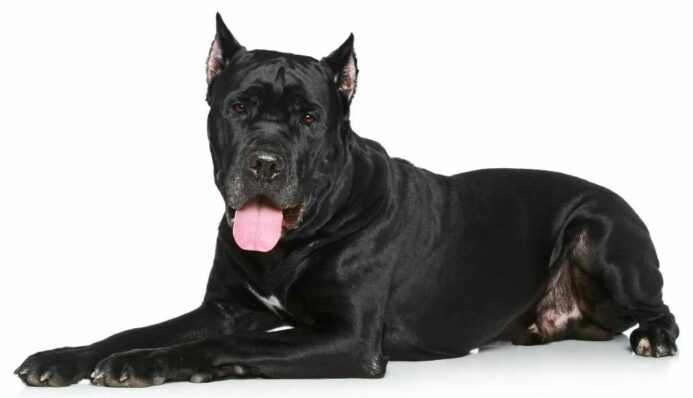 The Cane Corso is a large, muscular dog with a short, smooth coat. 