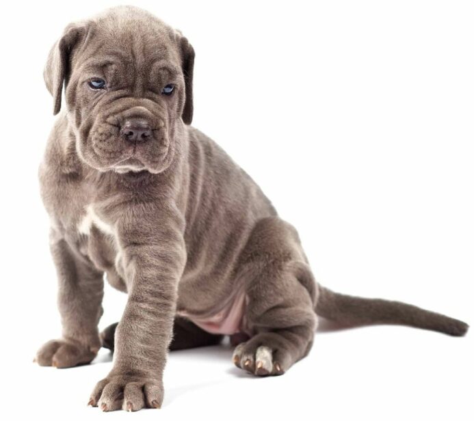 The Cane Corso is docile and affectionate, but can be dangerous.