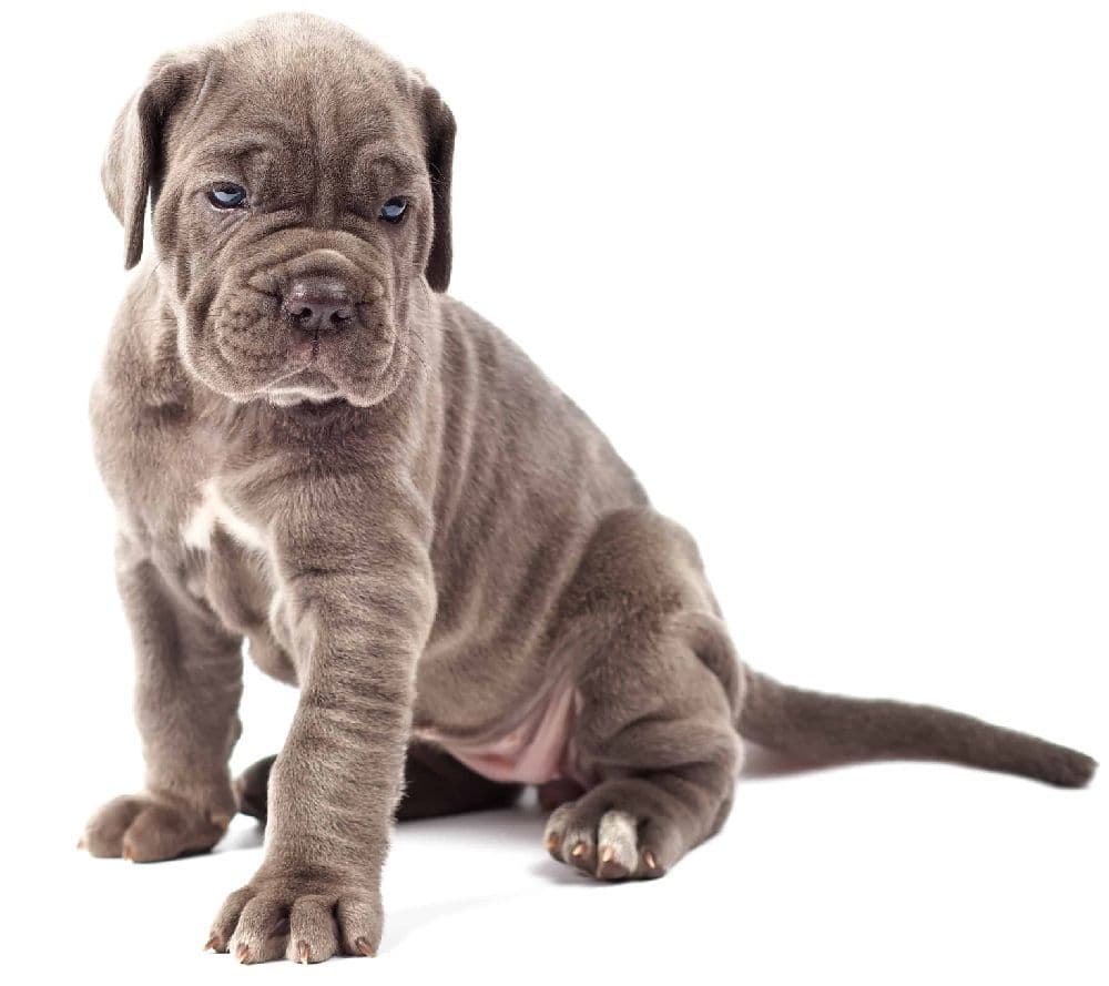 The Cane Corso is docile and affectionate, but can be dangerous if not properly trained and socialized. The breed is not recommended for first-time dog owners or families with small children.